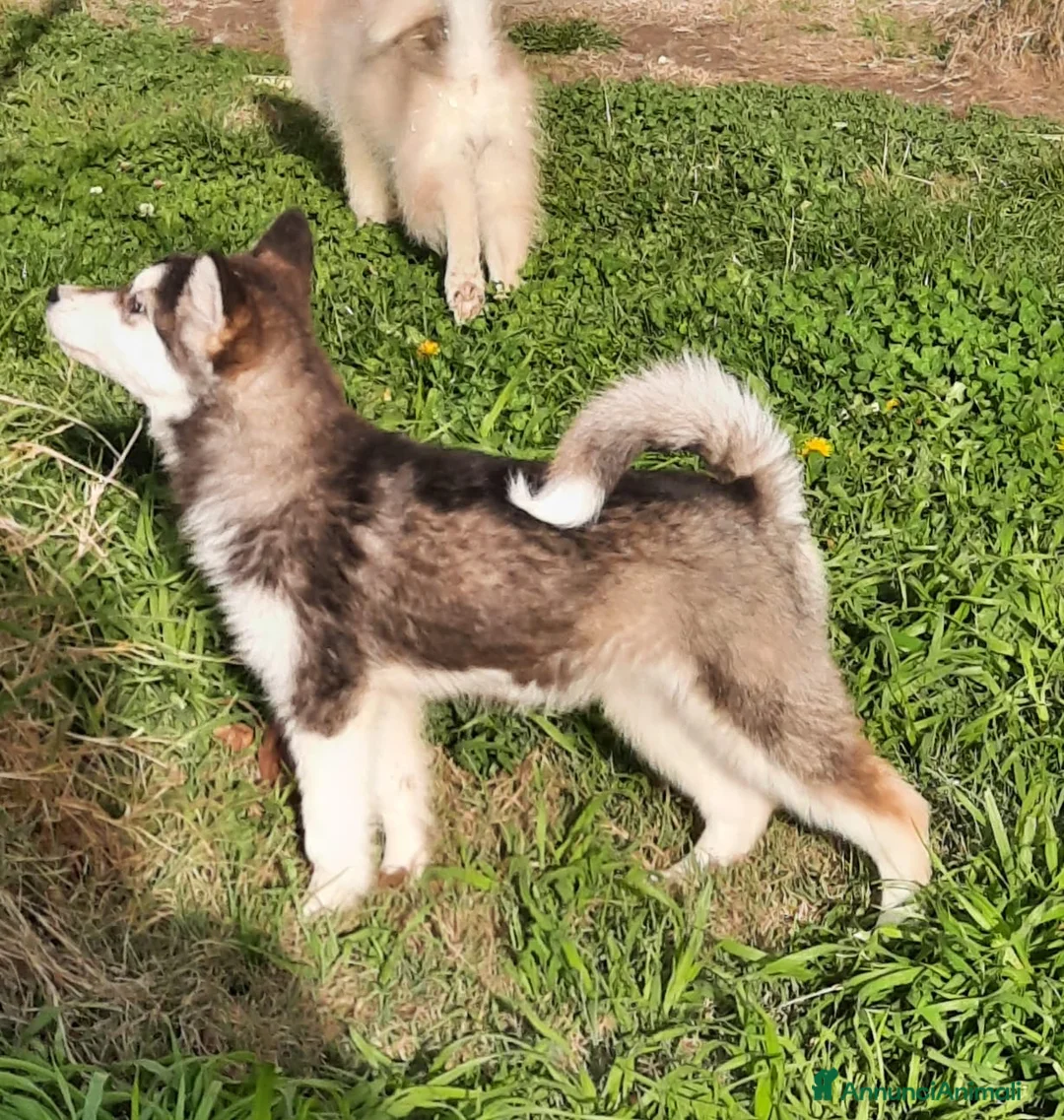 Alaskan Malamute cani in vendita: Alaskan Malamute cucciole - Annuncio 2
