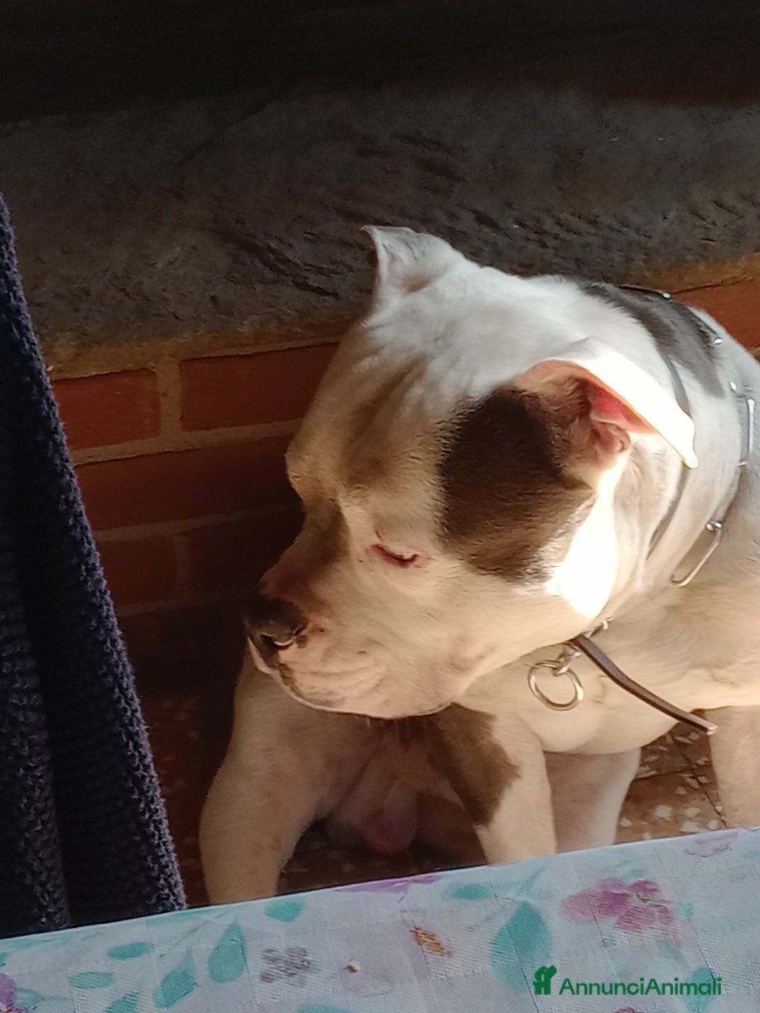 American Bully cani in vendita: American Bully, genitori addestrati da pet terapy  - Annuncio 9