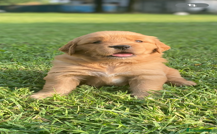Golden Retriever cani a Provincia di Reggio Emilia - Annuncio 4