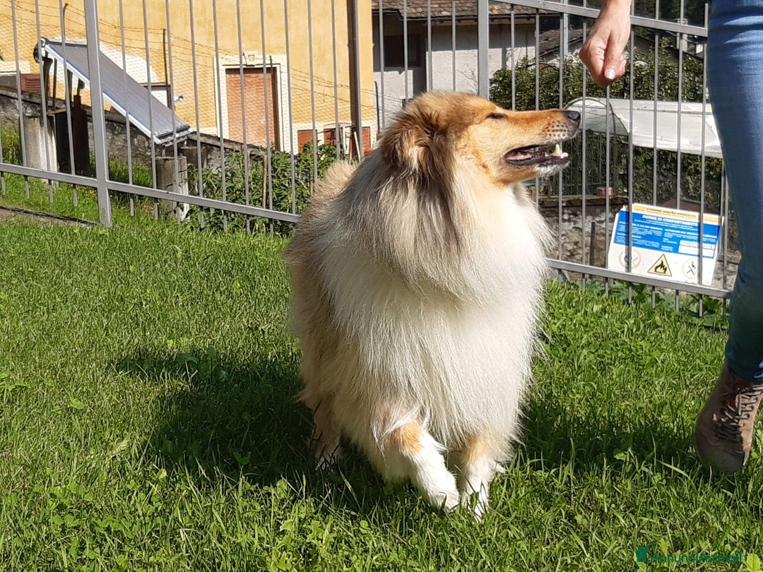 Collie cani per accoppiamento: Pastore scozzese maschio per monta e accoppiamento - Annuncio 3