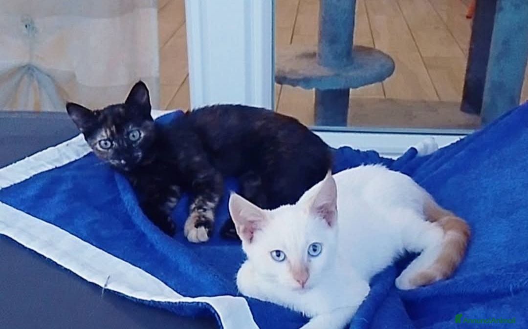 Altre razze gatti Gattini maschio e femmina di tre mesi - Annuncio 6