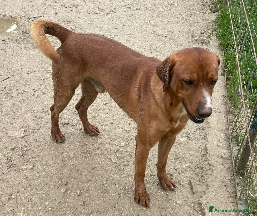 Meticcio cani in regalo: SOS CORFU' - Annuncio 2