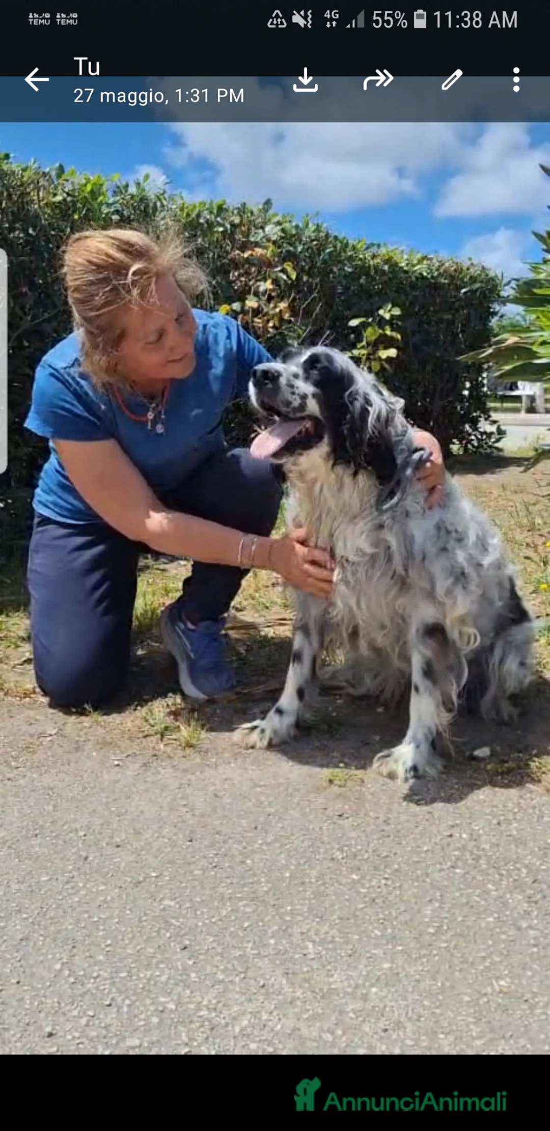 Setter Irlandese cani in regalo: ADOZ.DEL💔: X 7 anni MAI USCITO DAL BOX!!!!! - Annuncio 5