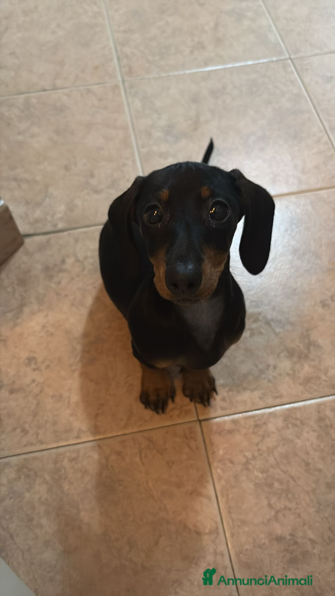 Bassotto cani Bassotto nano - Annuncio 1