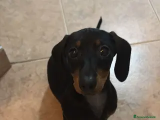 Bassotto cani Bassotto nano - Annuncio 1