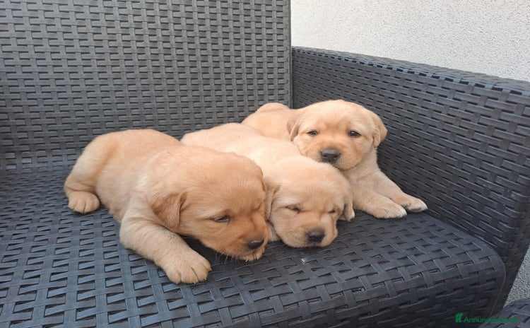 Labrador cani a Provincia di Avellino - Annuncio 2