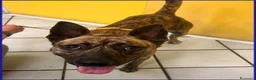 Meticcio cani in regalo: GEOLIER, CUCCIOLONE 1 ANNO - Annuncio 3