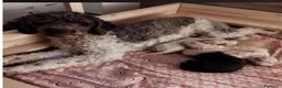 Lagotto cani in vendita: splendidi cuccioli di lagotto romagnolo  - Annuncio 4