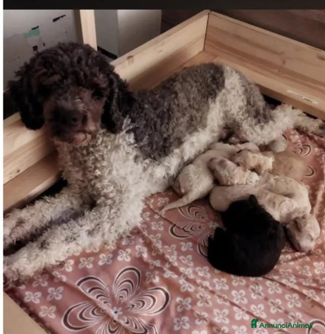 Lagotto cani in vendita: splendidi cuccioli di lagotto romagnolo  - Annuncio 4