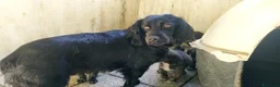 Meticcio cani in regalo: Bellissimo Jango a Provincia di Viterbo - Annuncio 5