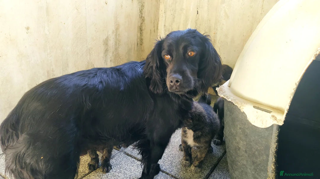 Meticcio cani in regalo: Bellissimo Jango a Provincia di Viterbo - Annuncio 5