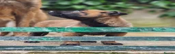 Pastore Belga cani in vendita: Pastore Belga Malinois in Puglia Campania Calabria a Città Metropolitana di Napoli - Annuncio 3