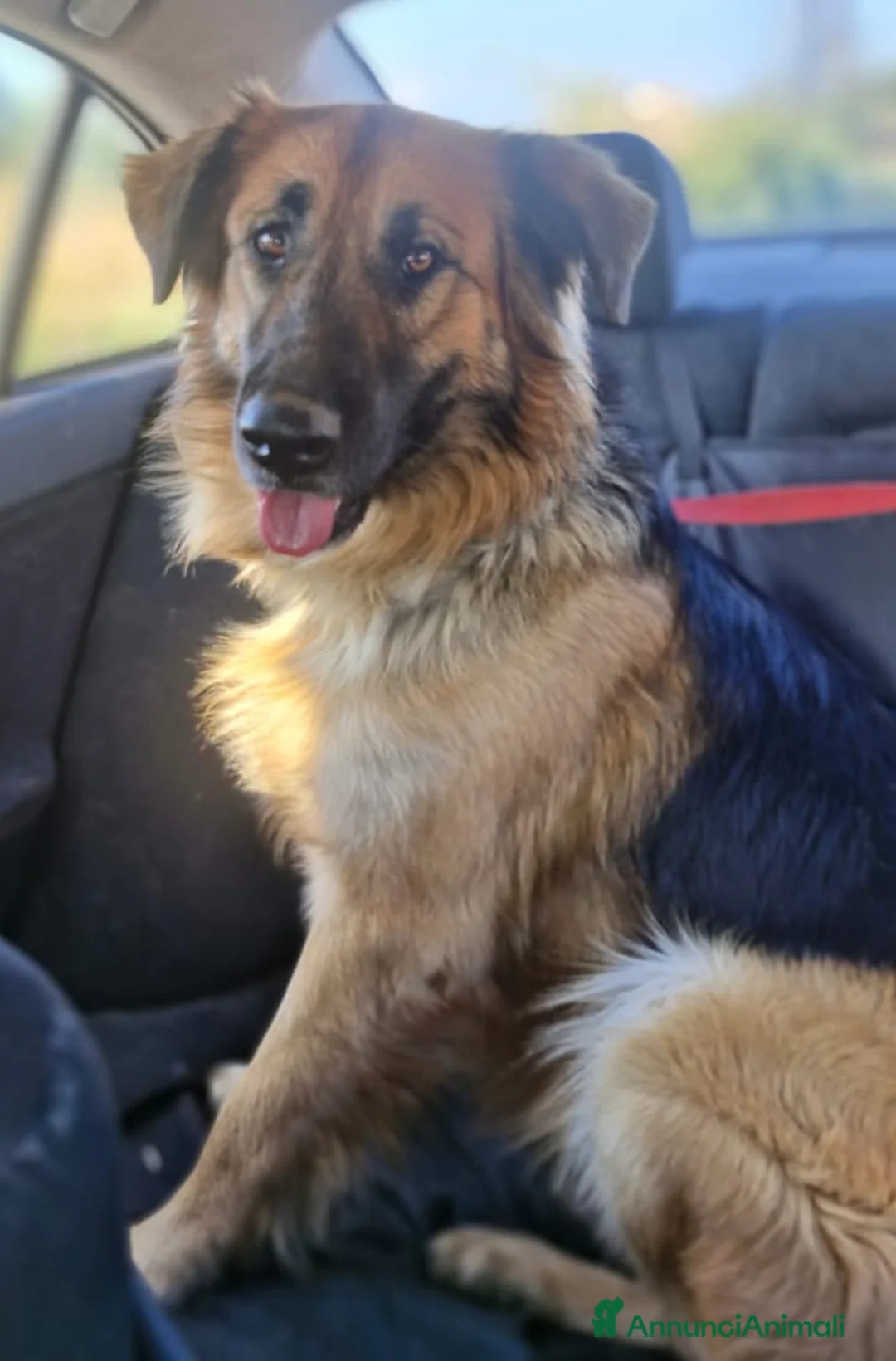 Meticcio cani in regalo: Panko, un coccolone tutto da adottare - Annuncio 4