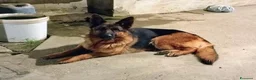 Pastore Tedesco cani in regalo: Cedo femmina adulta di 6 anni - Annuncio 3