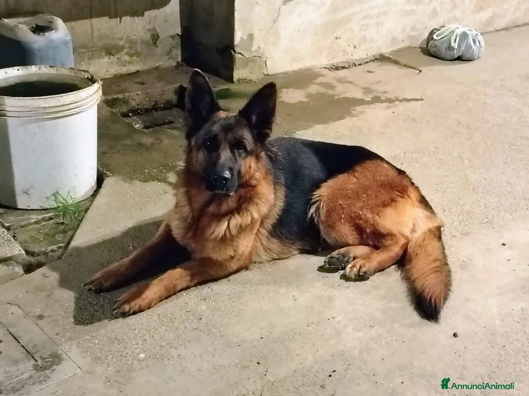 Pastore Tedesco cani in regalo: Cedo femmina adulta di 6 anni - Annuncio 3