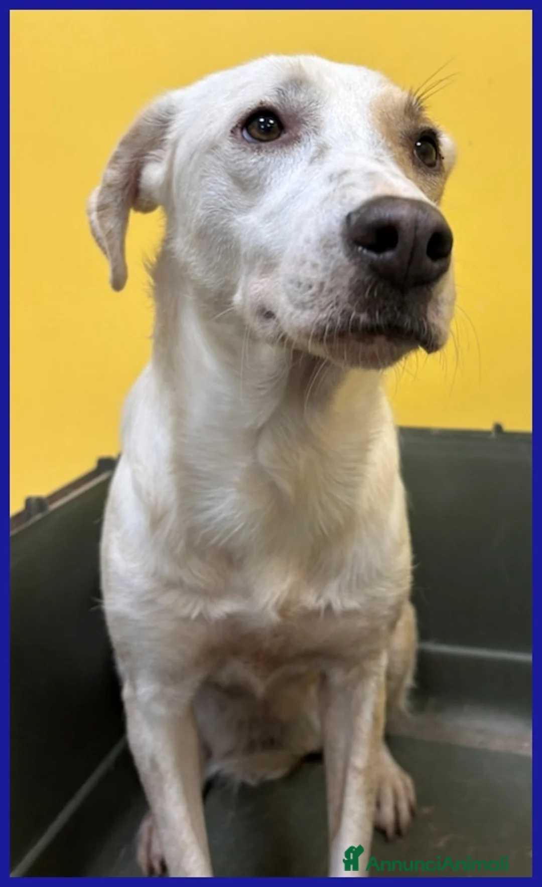 Meticcio cani in regalo: CALU' TENERA CAGNOLINA 2 ANNI,SALVATA DALLA GABBIA - Annuncio 9