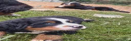 Bovaro del Bernese cani in vendita: Cucciolo maschio bovaro del bernese - Annuncio 6