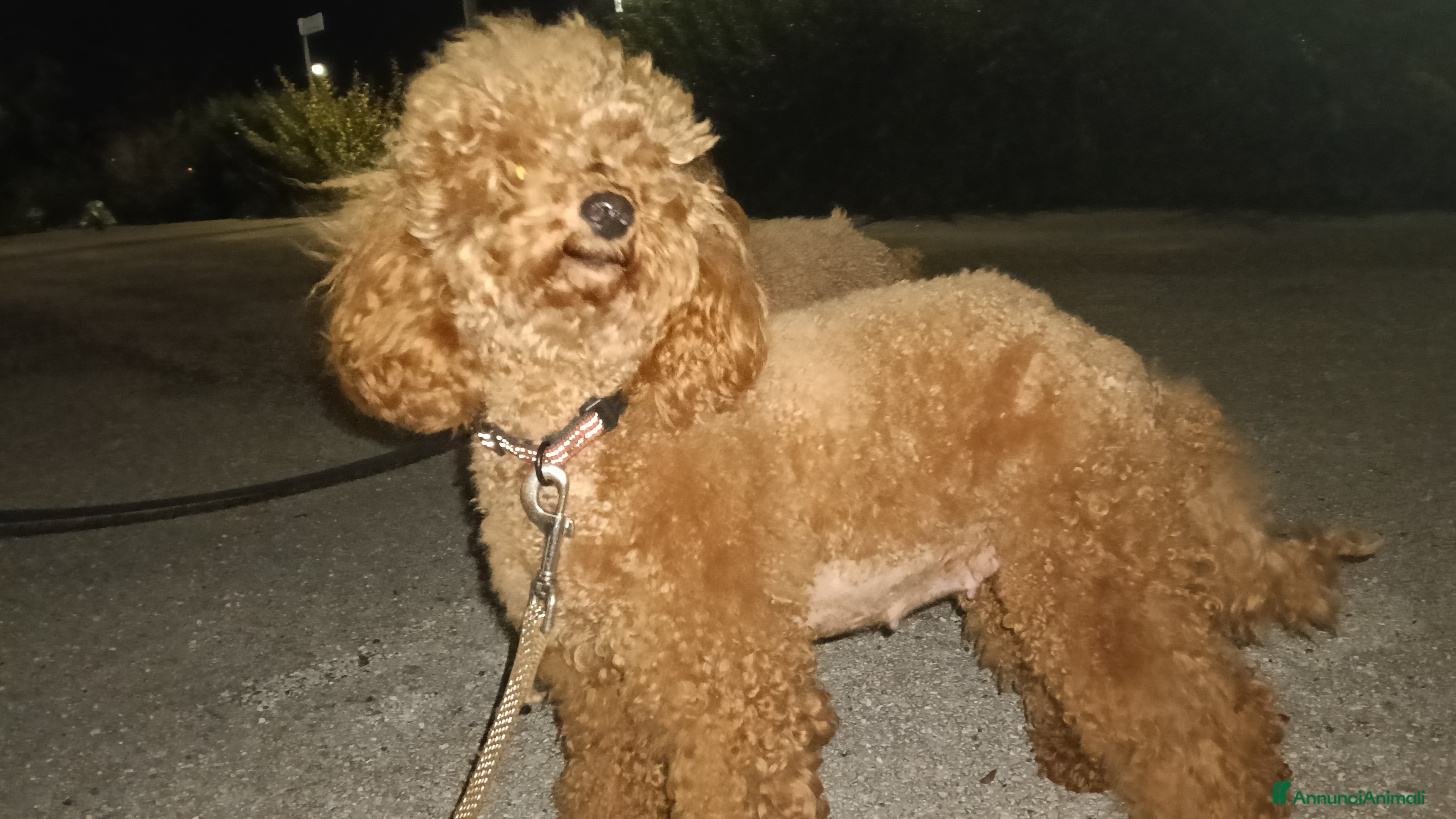 Meticcio cani Cuccioli di barboncino Red Toy/nano - Annuncio 2