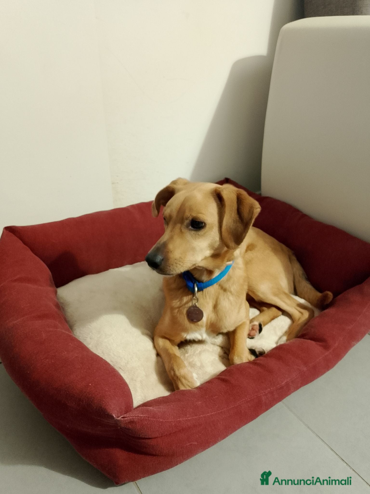 Meticcio cani Ricky - Annuncio 1