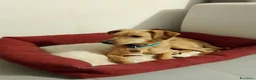 Meticcio cani in regalo: Ricky a Città metropolitana di Roma Capitale - Annuncio 1