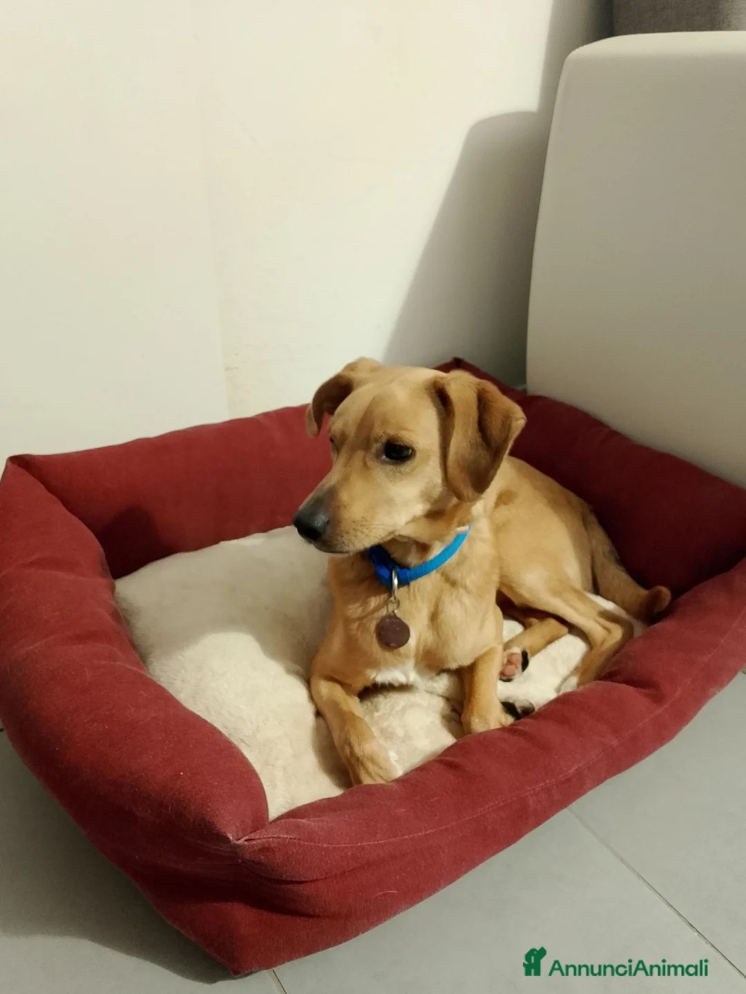 Meticcio cani in regalo: Ricky a Città metropolitana di Roma Capitale - Annuncio 1
