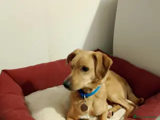 Meticcio cani Ricky - Annuncio 2