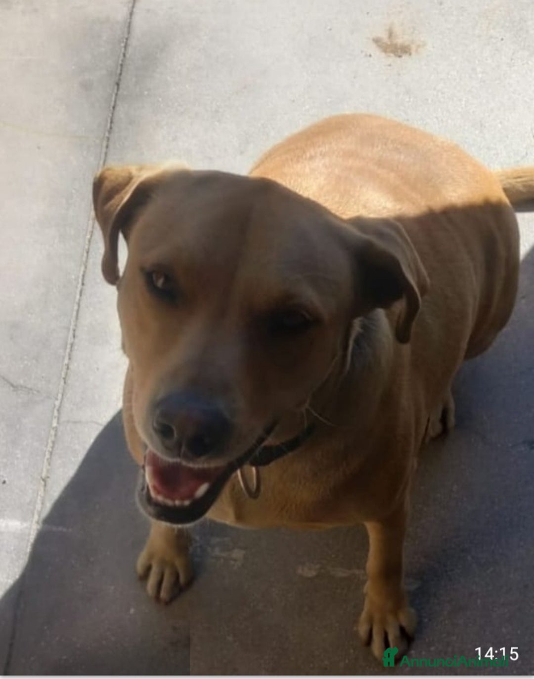 Meticcio cani in regalo: Leila 3anni sui 20kg a catena,NN LA VOGLIONO +!SUD - Annuncio 2