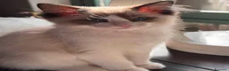 Ragdoll gatti in vendita: Ragdoll - Annuncio 3