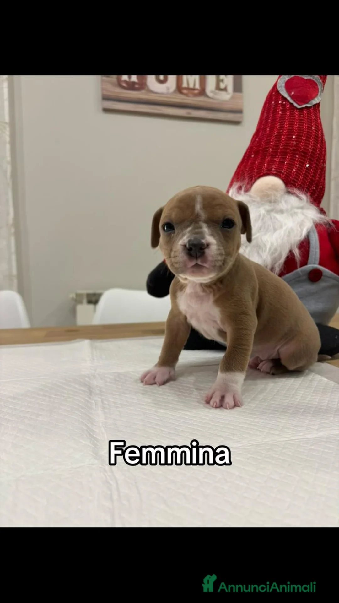 American Staffordshire cani in vendita: Cuccioli amstaff - Annuncio 3