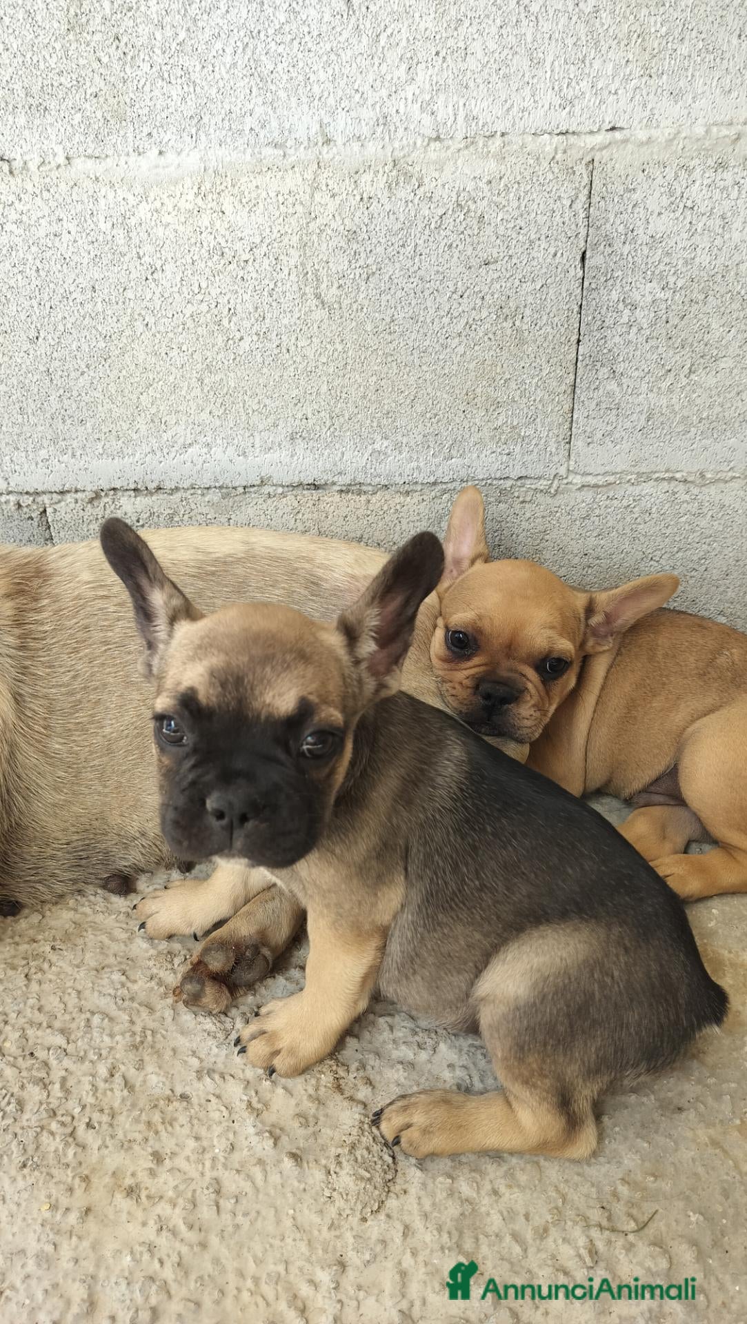 Bulldog Francese cani in vendita: Vendesi bulldog francese  - Annuncio 2