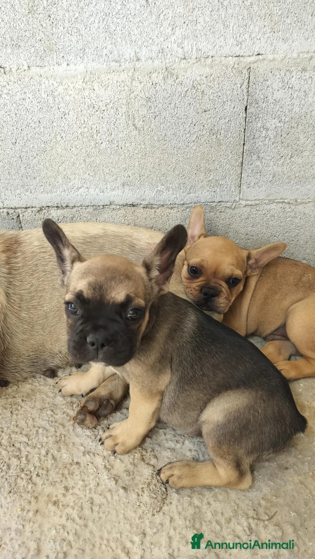 Bulldog Francese cani in vendita: Vendesi bulldog francese  - Annuncio 1