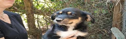 Meticcio cani in regalo: MANGO HA BISOGNO DI UNA MAMMA E DI UN PAPA' - Annuncio 3