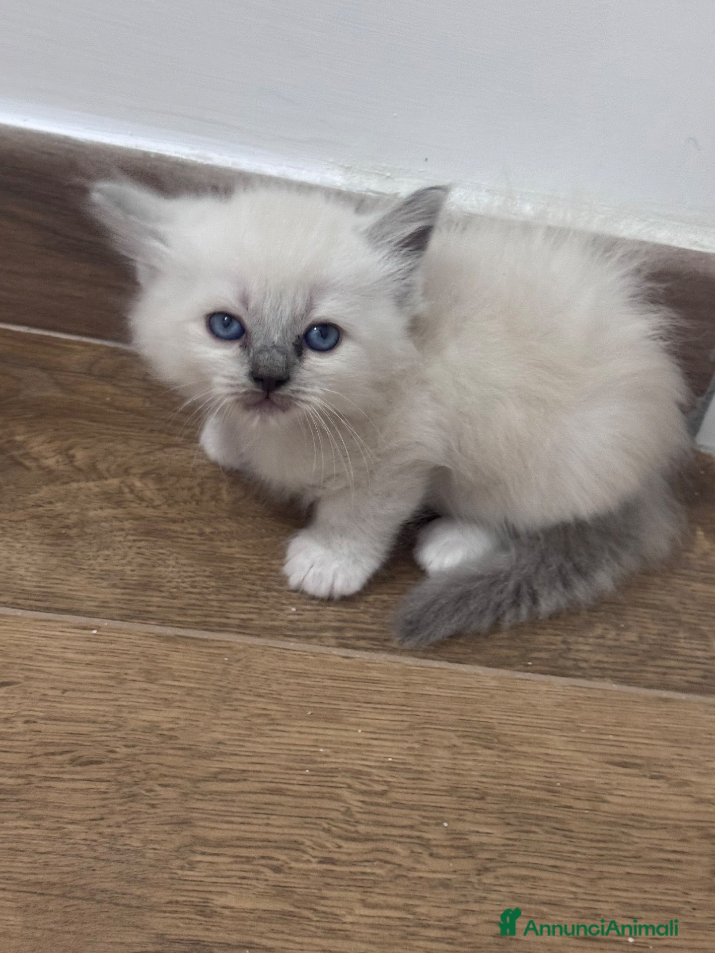 Ragdoll gatti Ragdoll - Annuncio 2