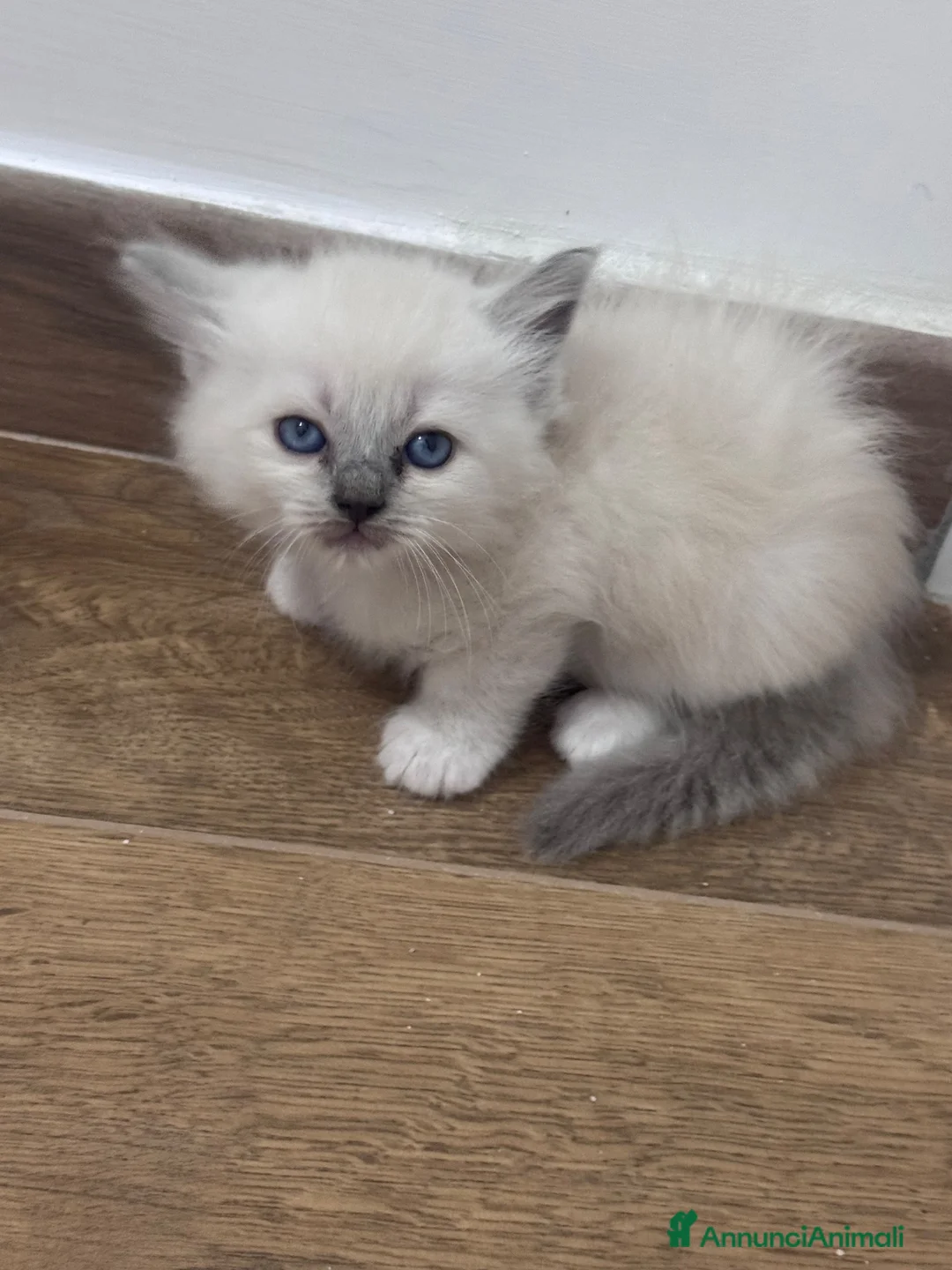 Ragdoll gatti in vendita: Ragdoll - Annuncio 1