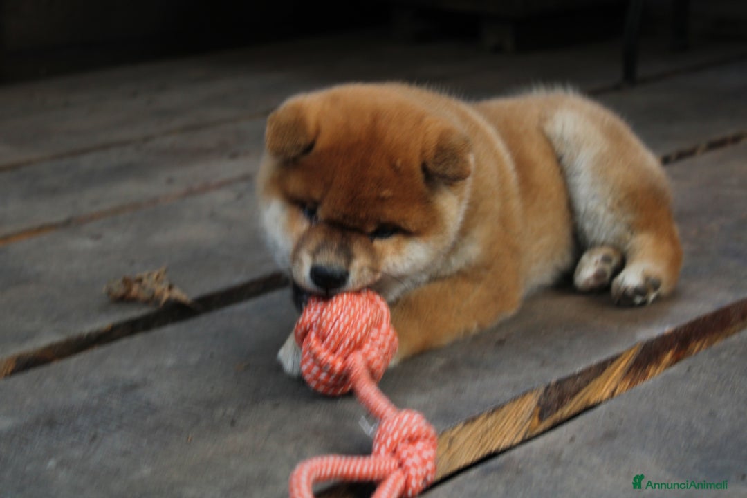 Immagine della galleria {{count}}