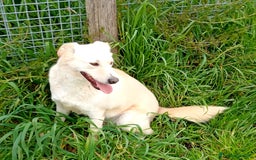 Meticcio cani in regalo: Mafalda, meravigliosa mini labradorina a Provincia di Latina - Immagine 11