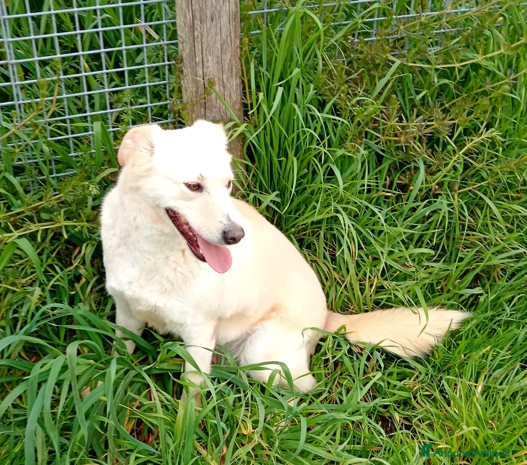 Meticcio cani in regalo: Mafalda, meravigliosa mini labradorina a Provincia di Latina - Immagine 11
