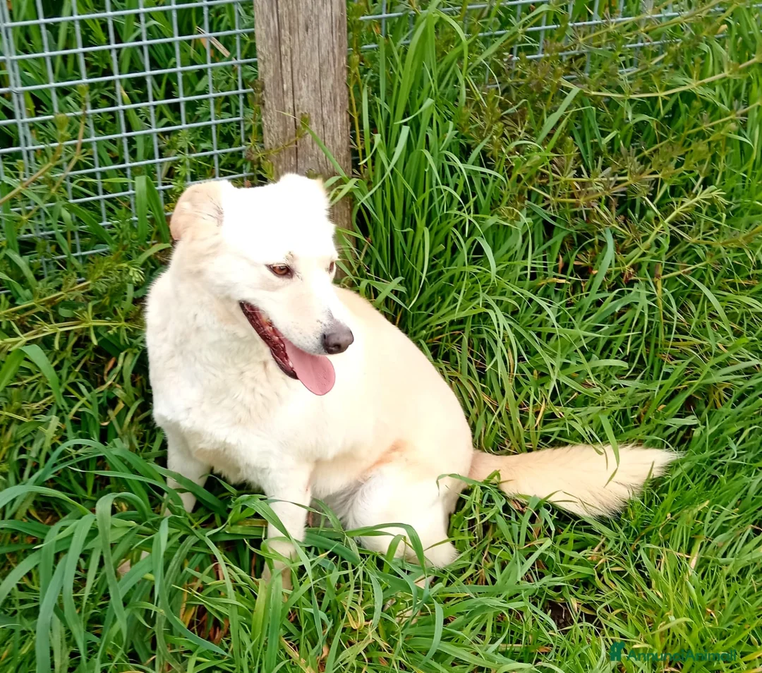 Meticcio cani in regalo: Mafalda, meravigliosa mini labradorina a Provincia di Latina - Annuncio 11