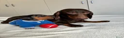 Bassotto cani in vendita: bassottina arlecchino  - Annuncio 1