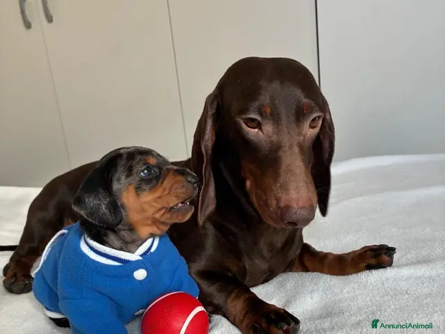Bassotto cani in vendita: bassottina arlecchino - Annuncio 1