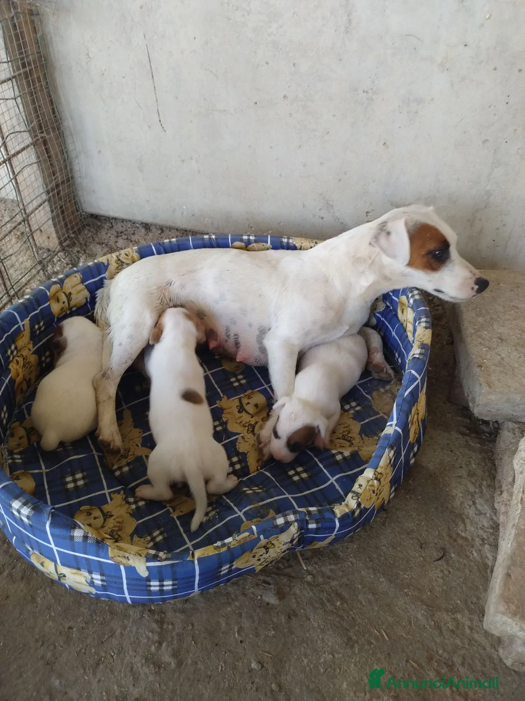 Jack Russell cani in vendita: JACK RUSSELL pelo corto  - Annuncio 2