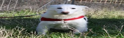 Meticcio cani in regalo: Erik in adozione - Annuncio 5