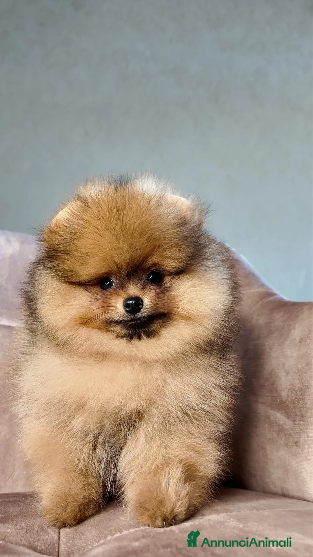 Volpino Pomerania cani in vendita: Pomerania Maschio Arancio - Annuncio 1
