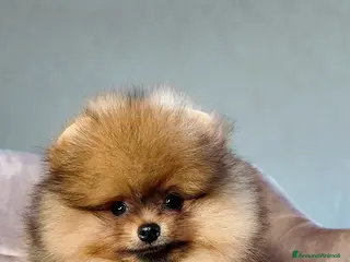 Volpino Pomerania cani Pomerania Maschio Arancio - Annuncio 24