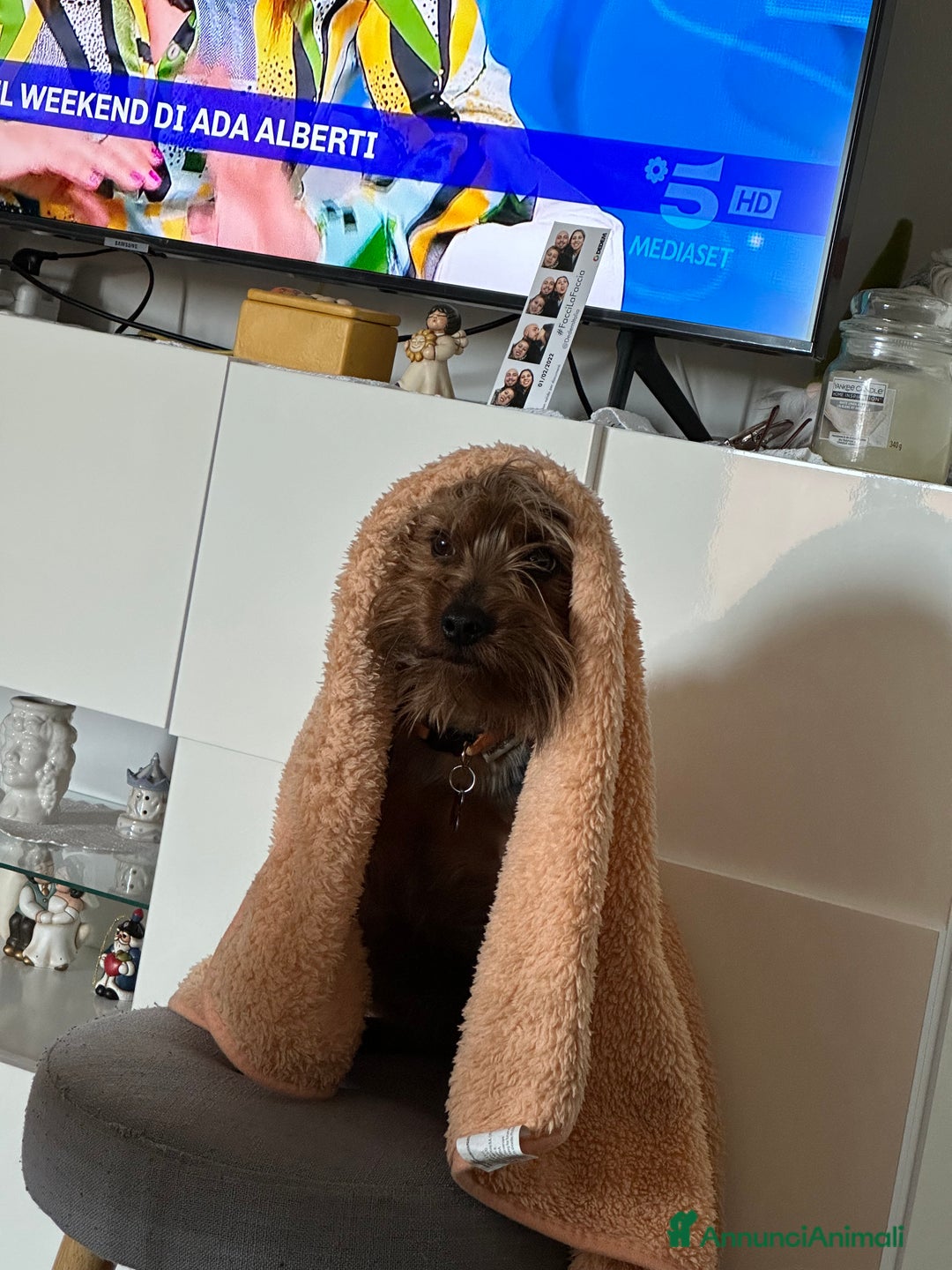 Yorkshire cani per accoppiamento: Yorkshire maschio per accoppiamento - Annuncio 3