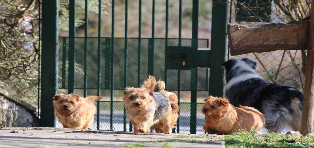 Immagine della galleria {{count}}