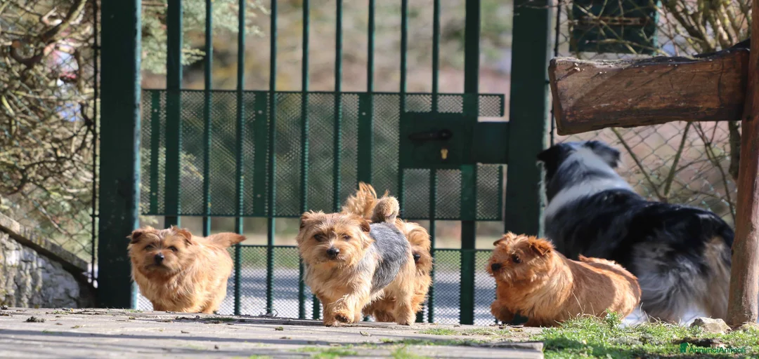 Immagine della galleria {{count}}