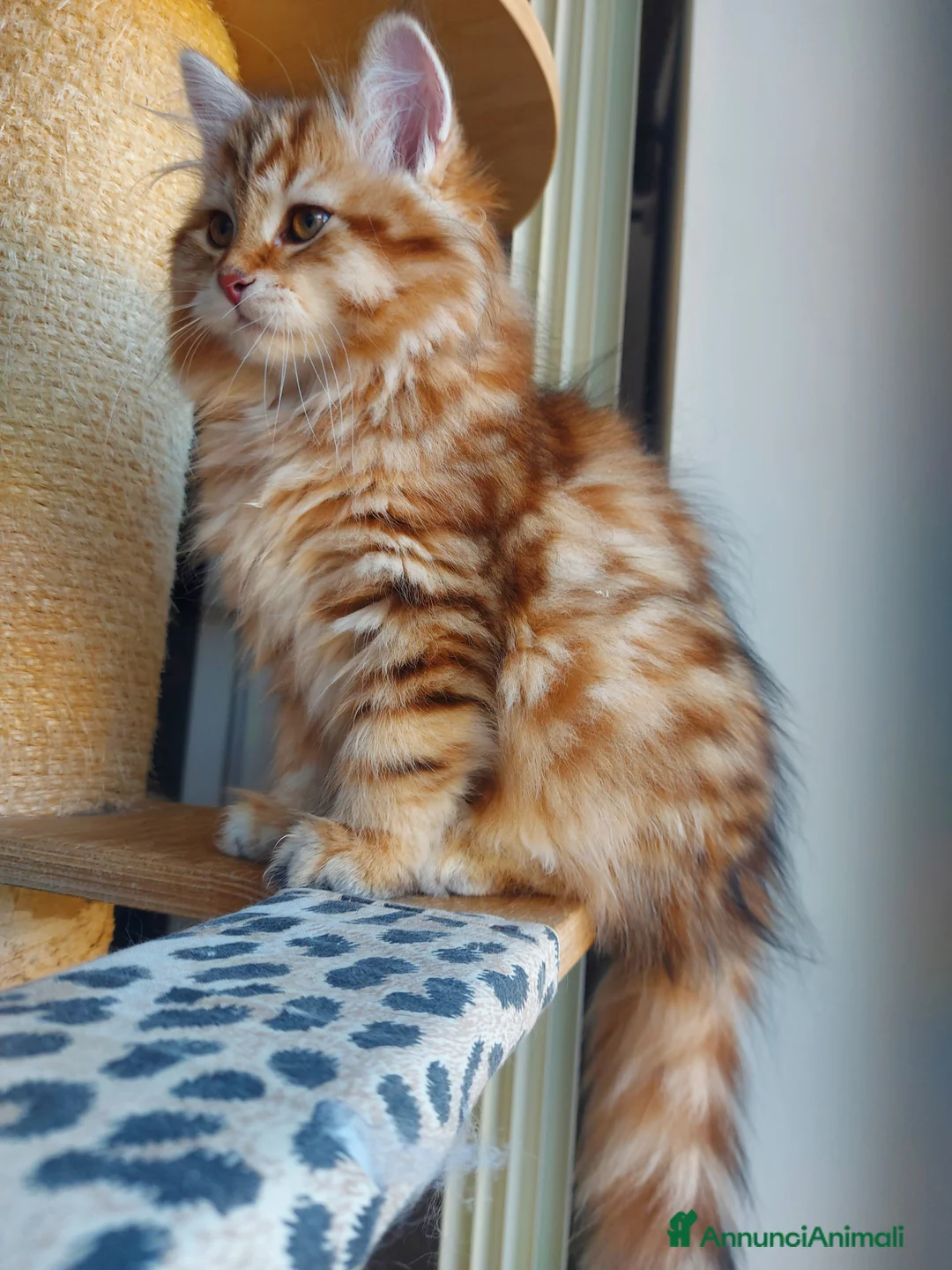 Siberiano gatti in vendita: Cuccioli di gatto Siberiano Certificati  - Annuncio 6