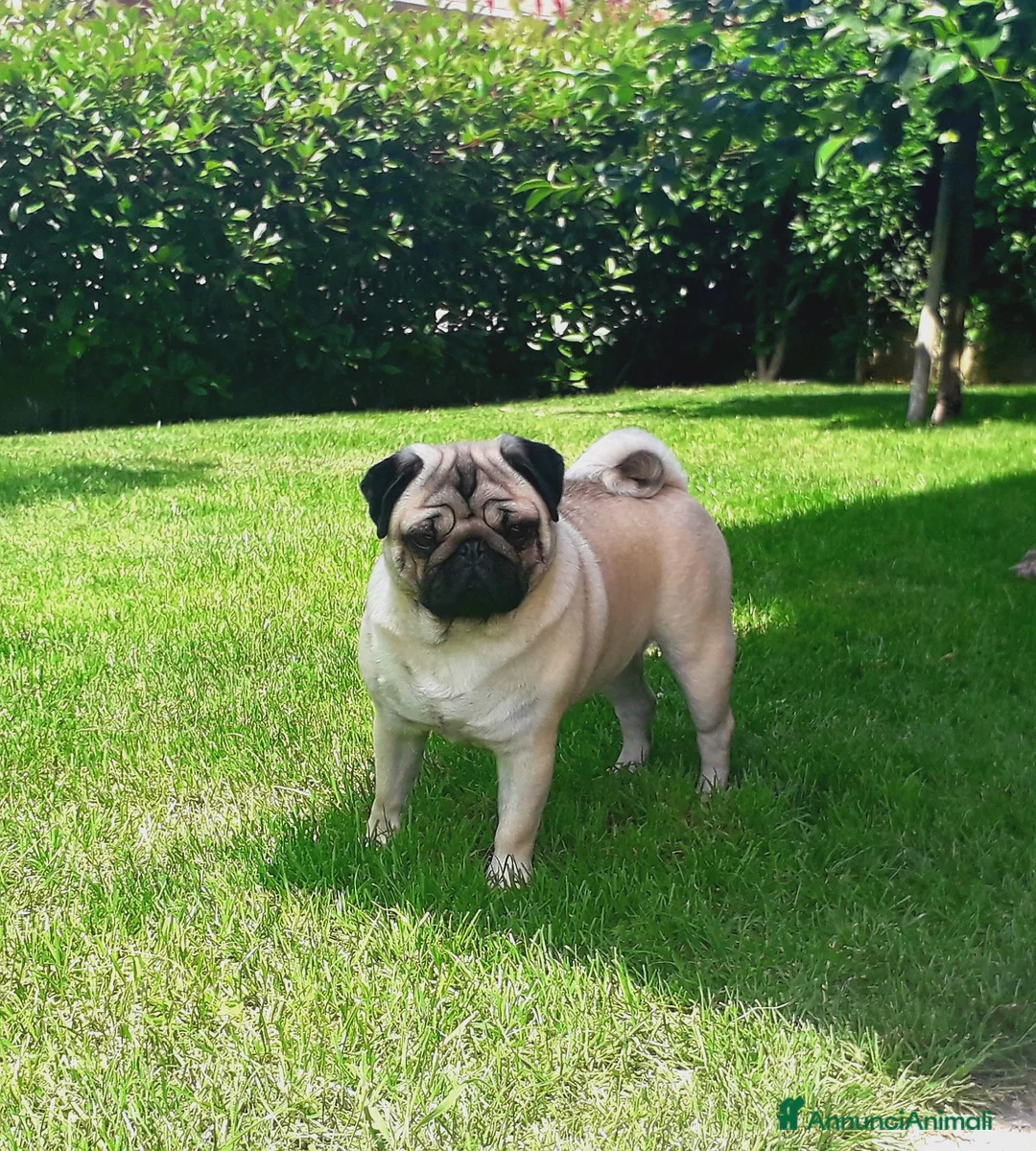 Carlino cani in vendita: Carlino Cucciolo Maschio - Annuncio 2