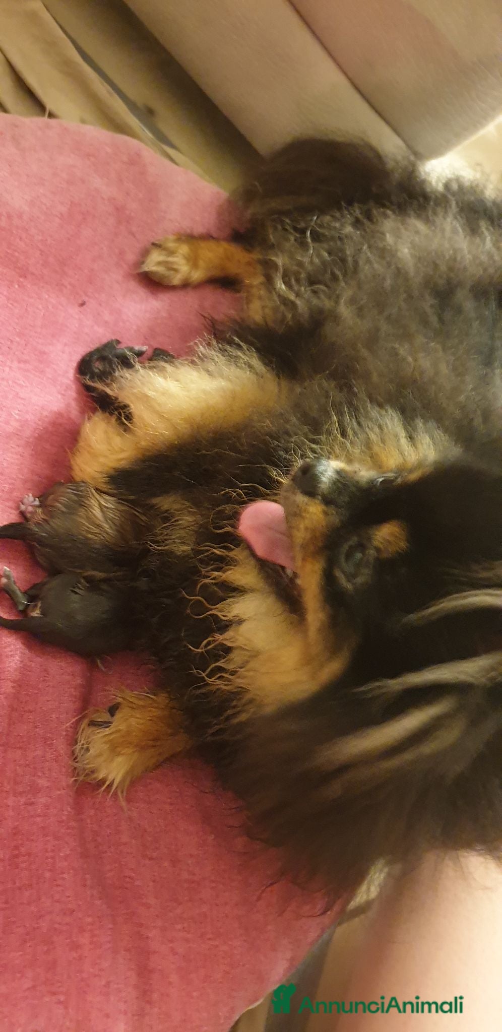 Volpino Pomerania cani pomerania nano - Annuncio 10